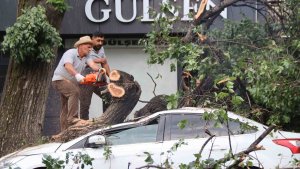 Iğdır'da faciadan dönüldü: Asırlık ağaç aracın üzerine devrildi