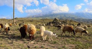 Ağrı Dağı'ndaki yaylalar yılın 6 ayı küçükbaş hayvancılığın yem kaynağı oluyor