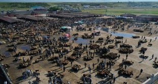 Ağrı Hayvan Borsası'nda Kurban Bayramı yoğunluğu yaşanıyor