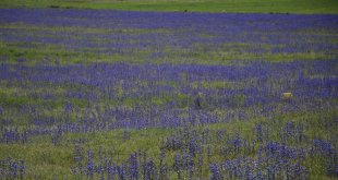 Murat Nehri'nin çevresi bahar çiçekleriyle kaplandı
