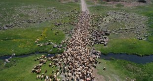 Ağrı'da göçerler Sinek Yaylası'nda çadırlarını kurmaya başladı