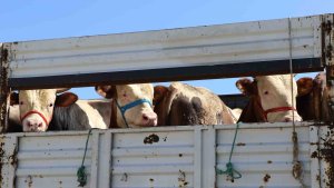 Doğu'da kurbanlık sevkiyatına sıkı denetim