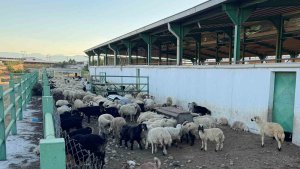 Uzmanından kurbanlık seçimi önerileri