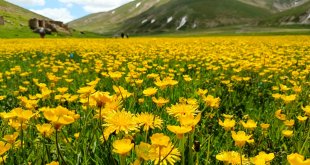 Van'da yaylalar sarı çiçeklerle kaplandı