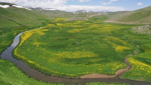 Ağrı'daki menderesler bahar çiçeklerine büründü