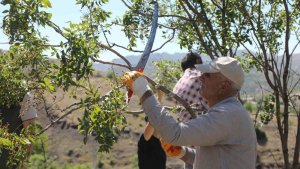 Genç'te menengiç ağaçlarına aşılama yapıldı