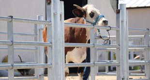 Erzurum, Kars ve Ağrı'dan farklı illere 87 bin 45 kurbanlık gönderildi