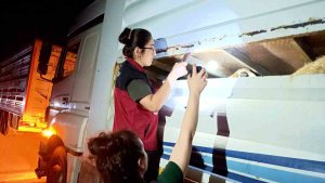 Tunceli'de hayvan sevkiyatına sıkı denetim