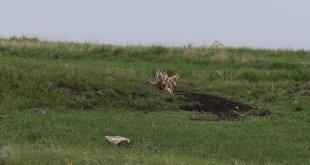 Kars'ta yuvalarından çıkan tilki ailesi yavrularıyla görüntülendi