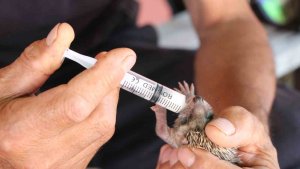 İtfaiye eri, annesiz kalan kirpiyi elleri ile besledi