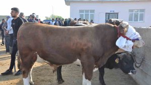 Kars'ta kurban satışları başladı