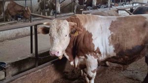 Bu kurbanlığın benzeri çok az, bin 850 kiloluk 'Paşa' yeni sahibini bekliyor