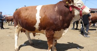 Ağrı, Ardahan ve Erzincan'da kurbanlık alışverişi hareketliliği