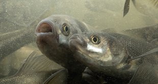 "Van Gölü'nün incileri"nin tatlı sulara yolculuğu sürüyor
