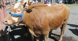 Kars, Ardahan ve Ağrı'daki kurban pazarlarında hareketlilik arttı