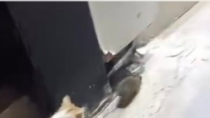 Kedinin fareyle oyunu izleyenleri gülümsetti