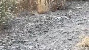 Elazığ'da yılanların çiftleşme dansı kameraya yansıdı