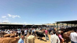 Kurban Bayramı öncesi canlı hayvan pazarında yoğunluk yaşanıyor