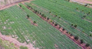 Iğdır'da bin dekar alanda 10 bin ton kara karpuz üretiliyor