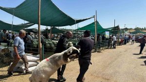 Bayramın ilk gününde kurban pazarında hareketlilik