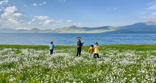 Bembeyaz papatya tarlası fotoğrafçıların gözdesi
