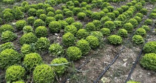 Iğdır'da teşvik ve desteklerle sebze yetiştiriciliği artıyor