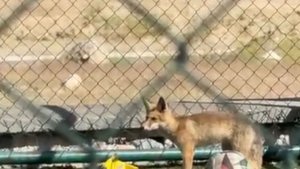 Elazığ'da spor sahasına tilki girdi