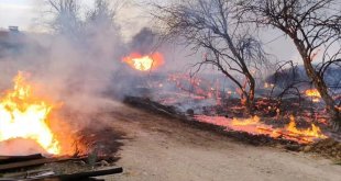 Elazığ'da çıkan yangında meyve ağaçları zarar gördü