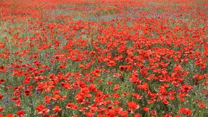 Ağrı'da tarlalar çiçeklerle rengarenk oldu