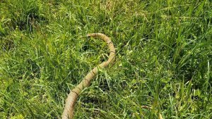 Patnos'ta 2 metrelik yılan paniği