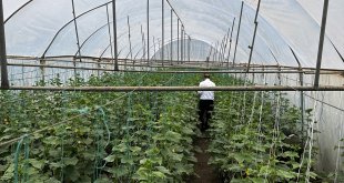 Iğdır'da salatalıkta bu sezon 5 bin ton verim bekleniyor