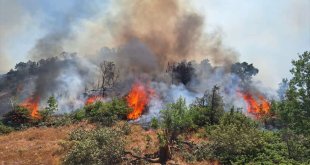 Bingöl'ün 2 ilçesinde çıkan orman yangınlarına müdahale ediliyor