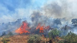 Bingöl'ün 2 ilçesinde orman yangını çıktı: Ekipler seferber oldu