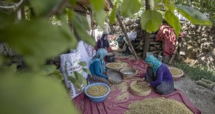 Tunceli'de 1500 dekarda üretilen tescilli dut, köylülerin geçim kaynağı oldu