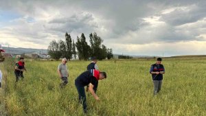 Ağrı'da etkili olan dolu tarımda zarara neden oldu
