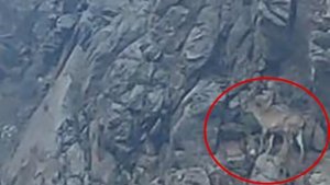Nesli tükenme tehlikesi altındaki tırmanma uzmanı dağ keçileri Elazığ'da görüntülendi