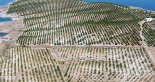 Köyündeki atıl araziyi yaklaşık 5 bin fidanla badem bahçesine dönüştürdü