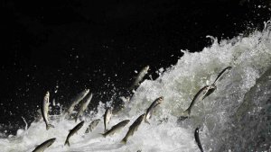 Bereketli yağışlar sayesinde bu yıl toplu inci kefali ölümleri yaşanmadı