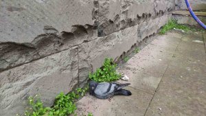 Yaralı güvercine şefkat eli