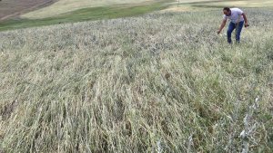 Ağrı'da dolunun tarım arazilerine verdiği zararın tespiti sürüyor