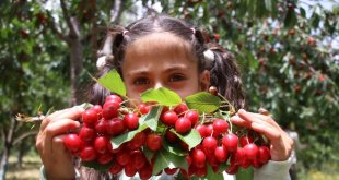 Destekle kurduğu bahçedeki kiraz ağaçları "üzüm salkımı gibi" meyve verdi
