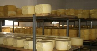 Ağrı'da kurulu tesiste günlük 20 ton süt kaşar peynirine dönüşüyor