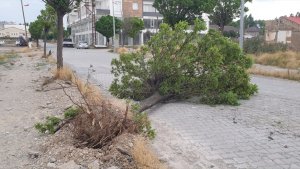 Ağrı'da rüzgar nedeniyle ağaçlar yerinden söküldü