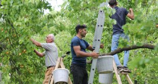 Kağızman kayısısındaki verim yüz güldürdü