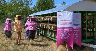 Vanlı "pembe maskeli" kadın arıcılara kovan desteği