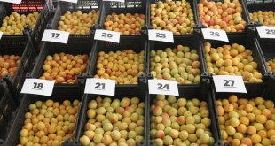 Malatya'da "En İyi Yaş Kayısı Yarışması" yapıldı