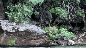 Tunceli'de çayda serinleyen boz ayı görüntülendi