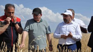 Kars'ta yüzde 50 hibeyle dağıtılan tohumlar tarlalara ekildi