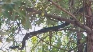 Ağaçta kuş avına çıkan 3 metrelik yılan görüntülendi