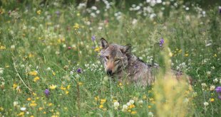 Kars'ta 13 yıl uydu vericisiyle takip edilen kurtların hareketliliği ortaya çıkarıldı